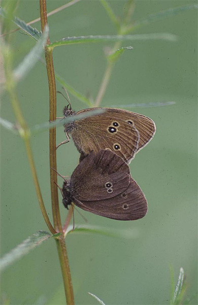 Aphantopus hyperantus (Schornsteinfeger)